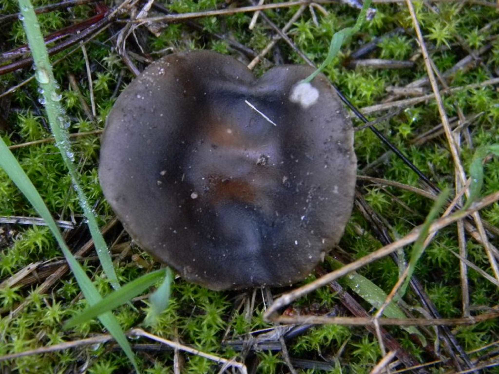 1819 Novembre vecchio ritrovamento